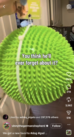 Gnawsome® Herding Ball goes viral on Instagram