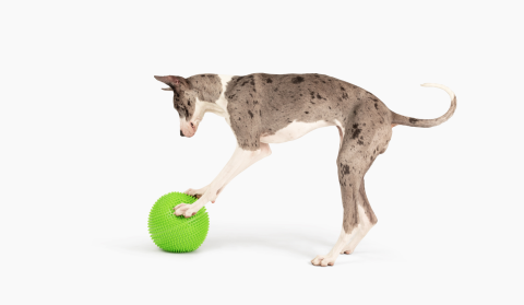 Gnawsome® Herding Ball goes viral on Instagram